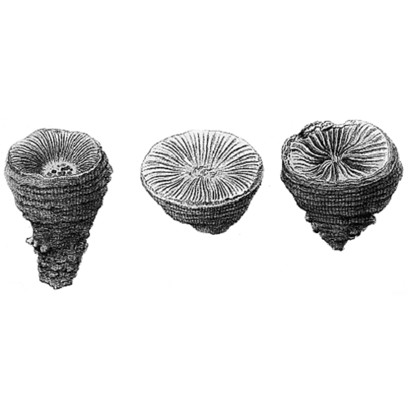 "turbinated madreporite", the type of fossil found in the compostion of the stone of this font, according to Moule (1837)