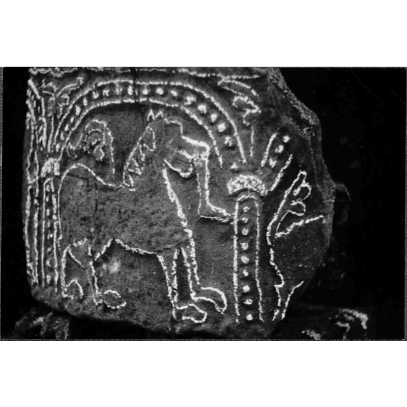 only a part of the hind quarters remians