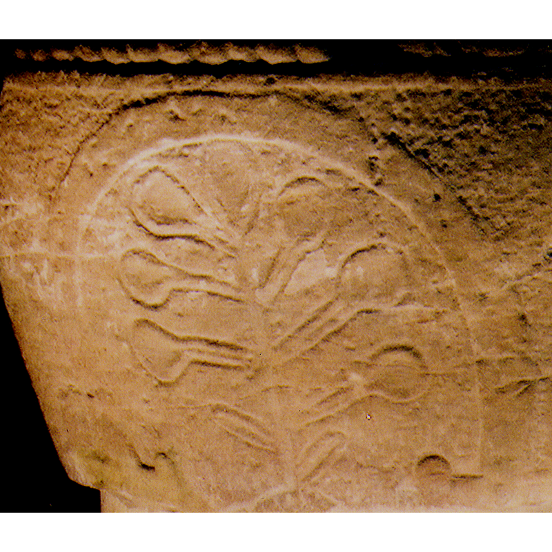 the branches end in rounded spoon-like tips