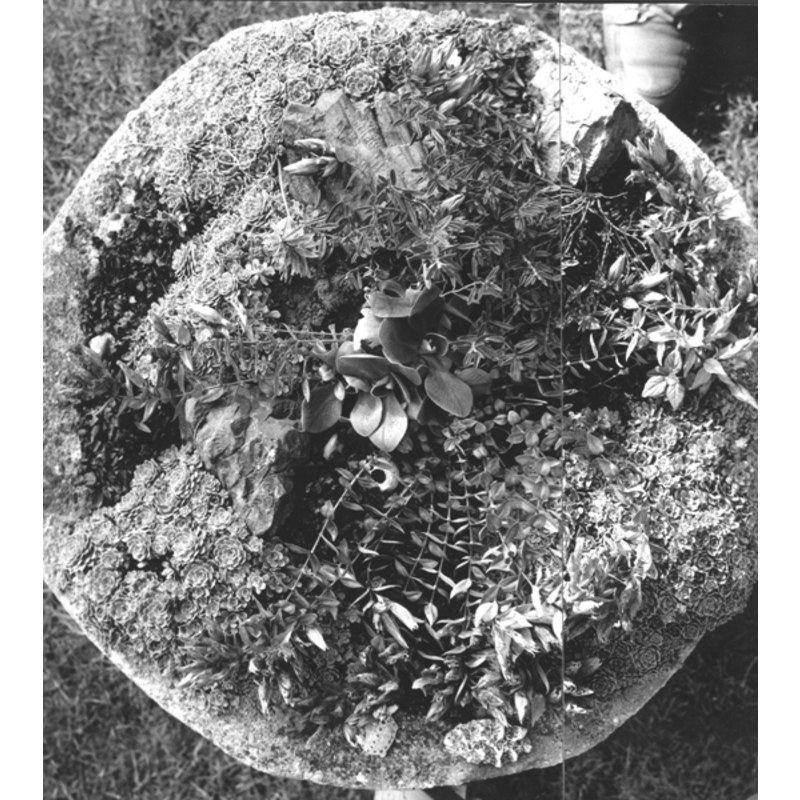 the fragment of the basin, now being used as a planter