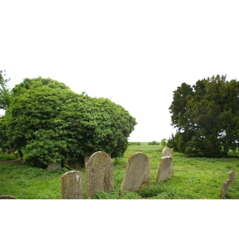 the ruins of the old church, practically hidden in the overgrowth, and the old churchyard