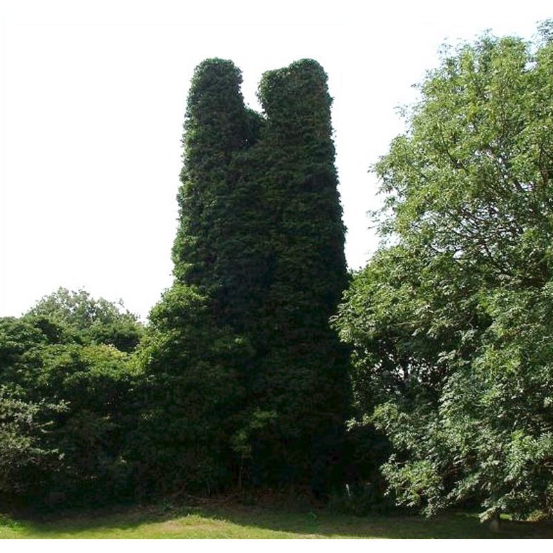 Main image for Antingham No. 2 / Antigeham / Attingai