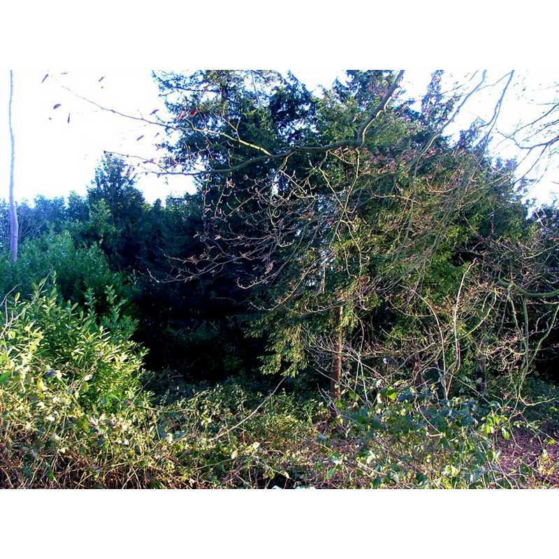 Main image for Letton nr. East Dereham / Letteuna / Lettuna / Letuna