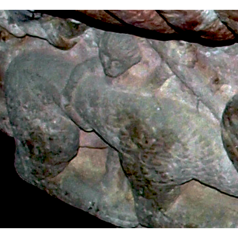 the hunter grabs the lion with his right hand, carries a spear in the left hand -- on the south side of the base [NB: orientation is approximate]