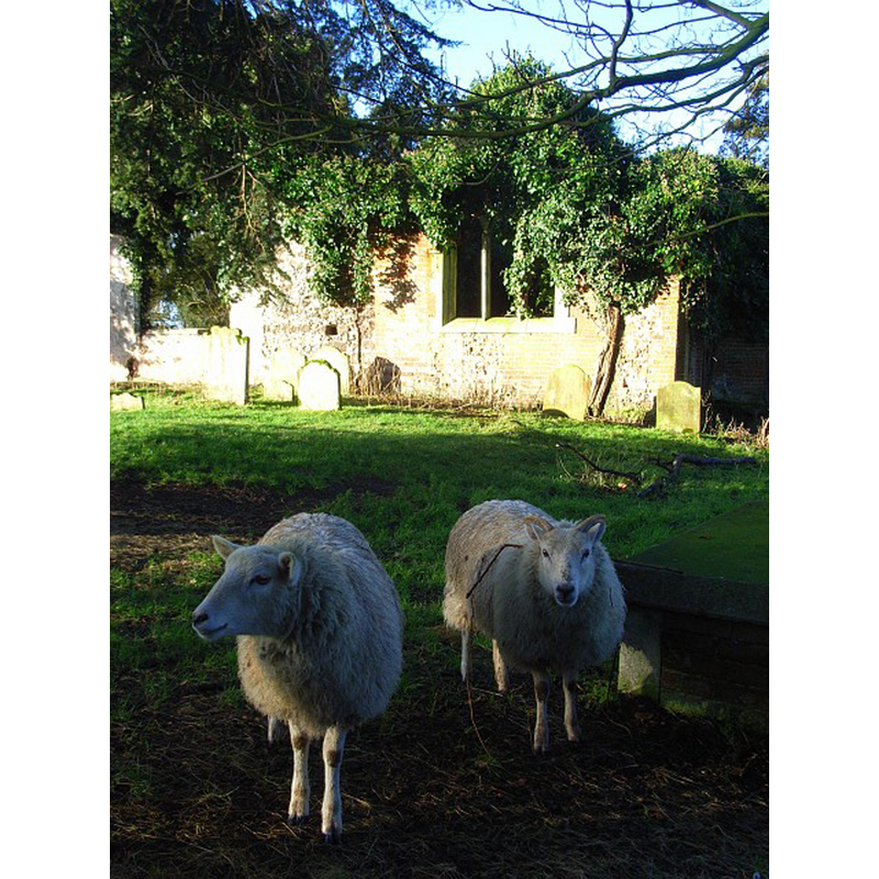 Source caption: "Church ruins, Arborfield. The old church of St Bartholomew's which was abandoned in 1863 in favour of the new edifice dedicated to the same saint."