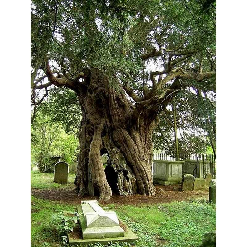 local claims make this yew tree 4,000 years old; Wales has Defynnog St Cynog’s, reckoned at 5,000, and Scotland's pride is the one in Fortingall, Perthshire, estimated at a mere 3,000

EXT DOORS VIEW OF FONT digital photograph taken 13 September 2012 by Stephen Craven [www.geograph.org.uk/photo/3165991] [accessed 22 March 2016] CC-BY-2.0
FONT digital photograph taken 19 December 2015 by Basher Eyre [www.geograph.org.uk/photo/4800757] [accessed 22 March 2016]
