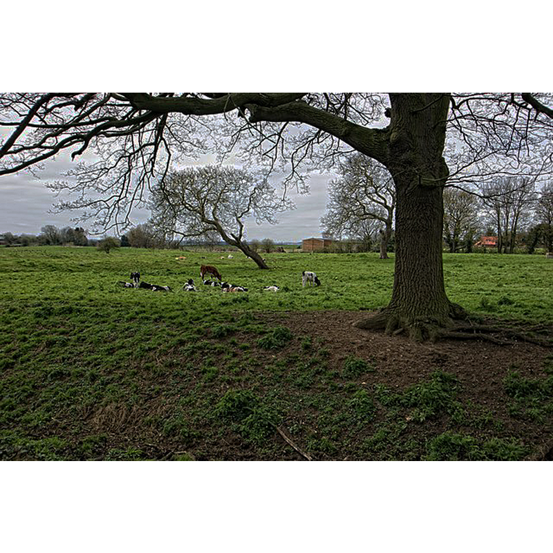 Main image for Alvingham No. 1 / Aluingeham [Domesday] / Aluingham