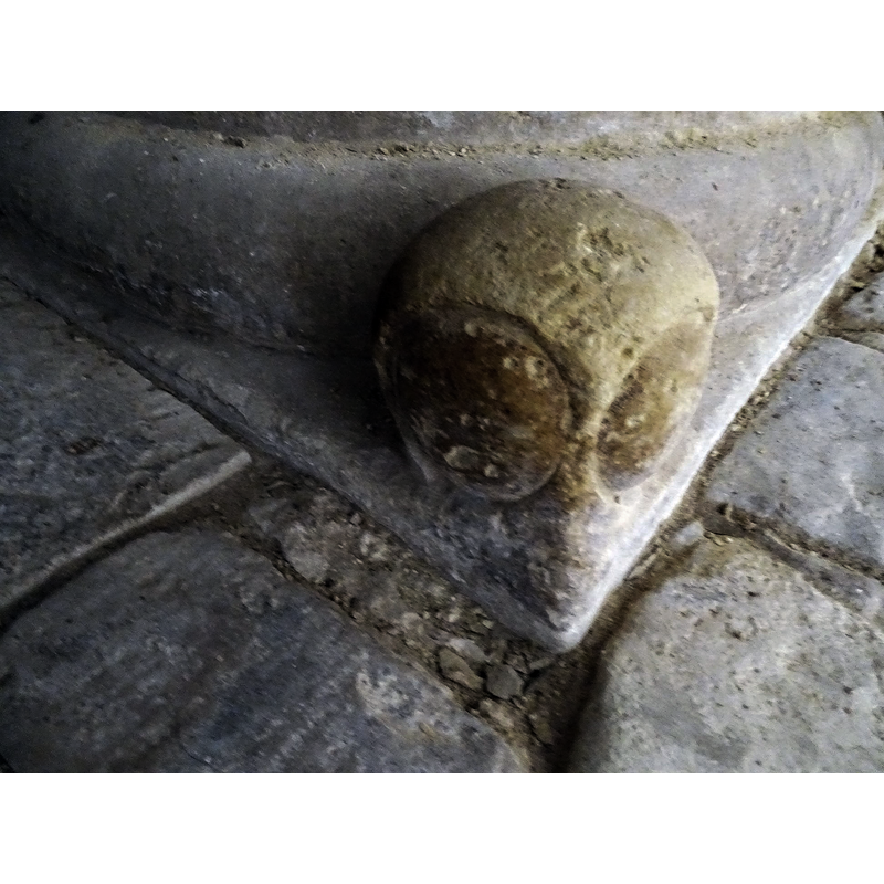 with very large eyes, somewhat resembling that of an owl