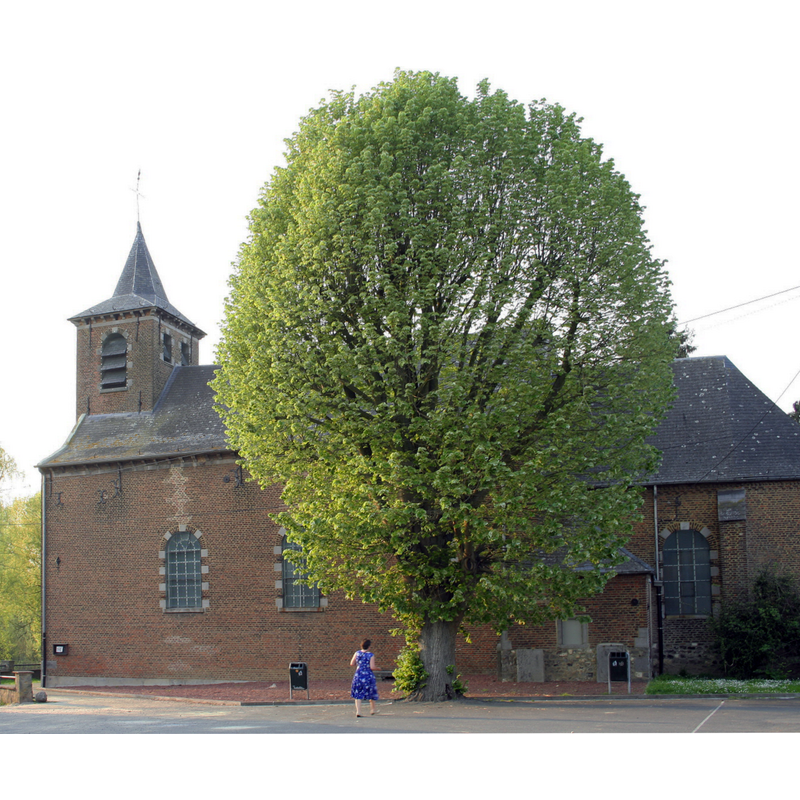 Source caption: " Spiennes (Belgique), l'église Saint-Amand (1753)."