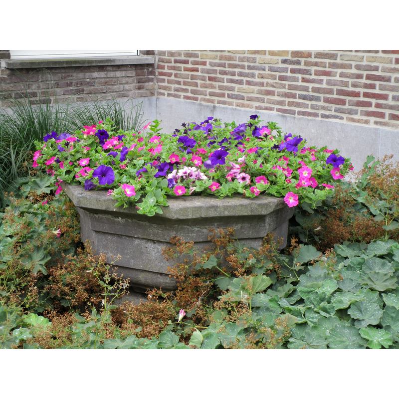 the disused basin serving as flower pot in August 2021 [cf. FontNotes]