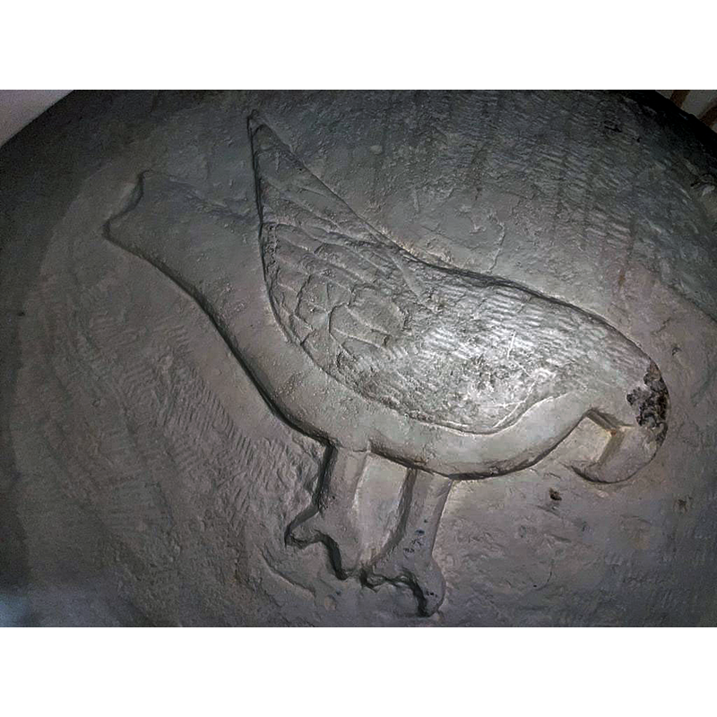 the shape of the beak and claws hint at such a species